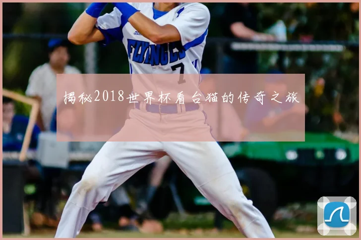 揭秘2018世界杯看台猫的传奇之旅